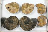 Lot: - Morocco Cut & Polished Ammonites - Pairs #103822-2